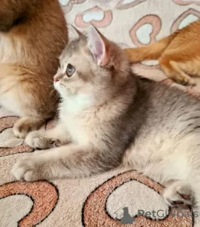 Photo №2 de l'annonce № 16884 de la vente british shorthair - acheter à Fédération de Russie de la fourrière, éleveur