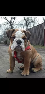 Photo №1. bulldog anglais - à vendre en ville de Smolensk | 312€ | Annonce №6472