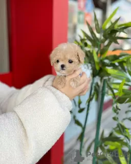 Photo №1. caniche (jouet) - à vendre en ville de Bruxelles | 400€ | Annonce №79383