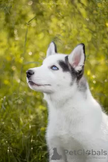 Photo №4. Je vais vendre husky de sibérie en ville de Poltava. de la fourrière - prix - 412€