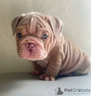 Photo №1. bulldog anglais - à vendre en ville de Bilbao | 400€ | Annonce №126712