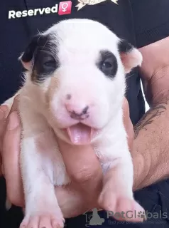 Photos supplémentaires: Chiots bull terrier standards