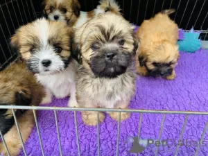 Photo №4. Je vais vendre lhassa apso en ville de Eindhoven. annonce privée - prix - 370€