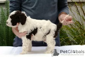 Photos supplémentaires: Lagotto Romagnolo, chiots mâles