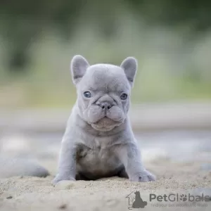 Photo №1. bouledogue - à vendre en ville de Бохум | négocié | Annonce №64578