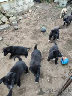 Photo №3. Mignon petit ours en peluche mixant des chiots à adopter. Allemagne