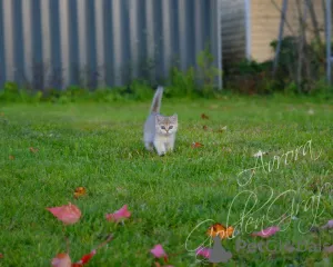 Photo №4. Je vais vendre british shorthair en ville de Dubna. de la fourrière - prix - 272€