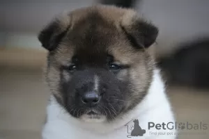 Photo №4. Je vais vendre akita américain en ville de Yaroslavl. éleveur - prix - négocié