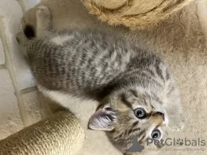 Photos supplémentaires: Chatons écossais de race pure