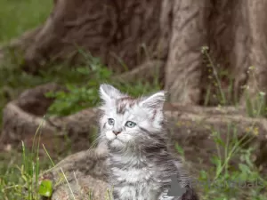 Photo №2 de l'annonce № 10932 de la vente maine coon - acheter à Biélorussie annonce privée