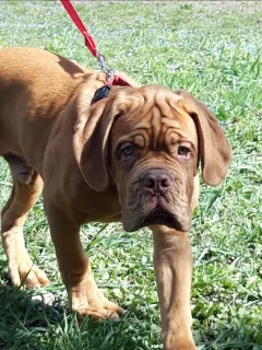 Photo №1. dogue de bordeaux - à vendre en ville de Labinsk | 350€ | Annonce №6072