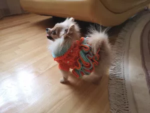 Photos supplémentaires: ROBE EN MAILLE (VÊTEMENTS) POUR CHIEN ET CHAT