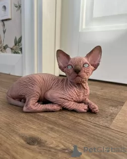 Photo №2 de l'annonce № 93316 de la vente sphynx - acheter à USA annonce privée