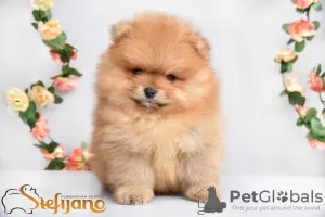 Photo №4. Je vais vendre spitz nain en ville de Loznica.  - prix - Gratuit