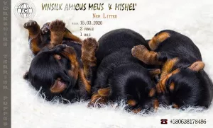 Photo №1. yorkshire terrier - à vendre en ville de Jytomyr | 527€ | Annonce №6103