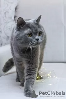 Photo №2 de l'annonce № 98340 de la vente british shorthair - acheter à Fédération de Russie annonce privée