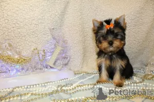 Photo №1. yorkshire terrier - à vendre en ville de Haifa | 632€ | Annonce №19573