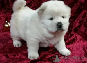 Photo №1. chow-chow - à vendre en ville de Ivancice | négocié | Annonce №96488