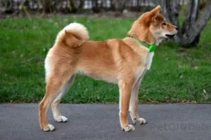 Photo №2 de l'annonce № 19562 de la vente shiba - acheter à Fédération de Russie de la fourrière, éleveur