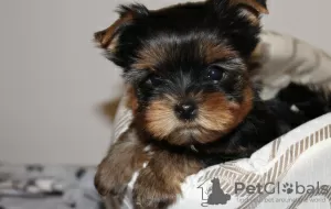 Photo №2 de l'annonce № 9544 de la vente yorkshire terrier - acheter à Ukraine annonce privée