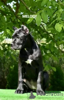 Photos supplémentaires: Cane Corso Femme