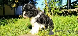 Photos supplémentaires: Chiot tricolore CAVAPOO