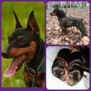 Photo №1. pinscher miniature - à vendre en ville de Donetsk | 133€ | Annonce №4106