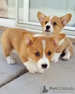 Photo №1. welsh corgi - à vendre en ville de Lisbon | négocié | Annonce №126863