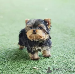 Photo №1. yorkshire terrier - à vendre en ville de Brno | négocié | Annonce №111768