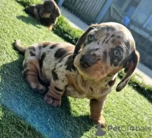 Photos supplémentaires: Chiots de race teckel miniature abordables!