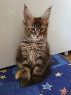 Photo №2 de l'annonce № 3772 de la vente maine coon - acheter à Fédération de Russie de la fourrière