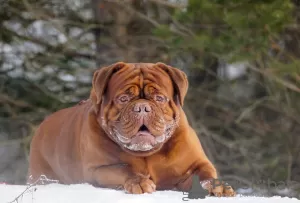 Photo №1. Service d'accouplement - race: dogue de bordeaux. Prix - négocié