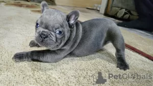 Photos supplémentaires: Chiots bouledogue français