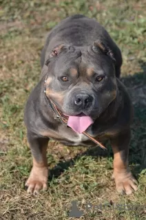 Photo №4. Je vais vendre american bully en ville de Mladenovac. éleveur - prix - négocié