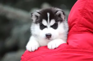 Photos supplémentaires: Husky sibérien