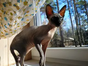 Photos supplémentaires: La petite fille Sphynx cherche ses parents