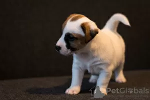 Photo №4. Je vais vendre jack russell terrier en ville de Minsk. de la fourrière - prix - 845€