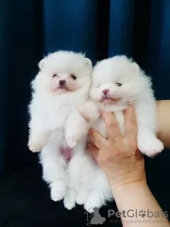 Photos supplémentaires: Mini Spitz de Poméranie, blanc, boo.