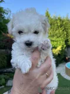 Photo №1. bichon bolonais - à vendre en ville de Bogumin | négocié | Annonce №20723