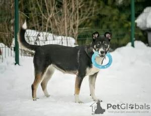 Photos supplémentaires: Margo le chien est une trouvaille entre de bonnes mains.