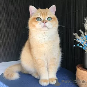 Photo №4. Je vais vendre british shorthair en ville de Kiev. de la fourrière - prix - 757€