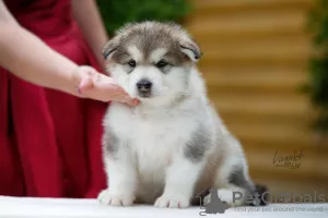 Photos supplémentaires: Chiots Malamute d'Alaska