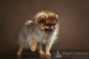 Photo №4. Je vais vendre spitz allemand en ville de Tula.  - prix - 920€