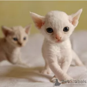 Photo №1. devon rex - à vendre en ville de Stockholm | négocié | Annonce № 97877