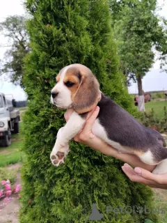 Photo №3. chiots beagle à vendre. Biélorussie