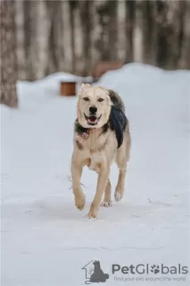 Photos supplémentaires: Le merveilleux chien Denver est entre de bonnes mains.