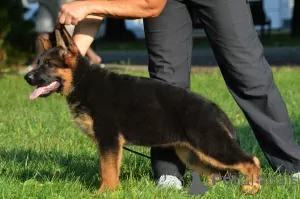 Photos supplémentaires: L'élevage de berger allemand TSARI & GRANT propose des chiots