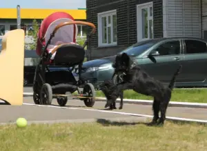 Photos supplémentaires: Chiots Affenpinscher