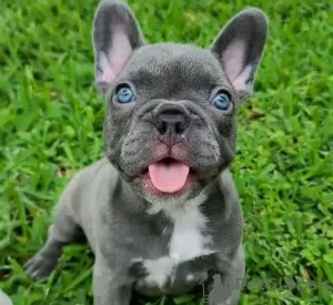 Photos supplémentaires: chiot bouledogue français