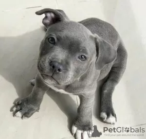 Photo №1. american pit bull terrier - à vendre en ville de Дублин | Gratuit | Annonce №120585